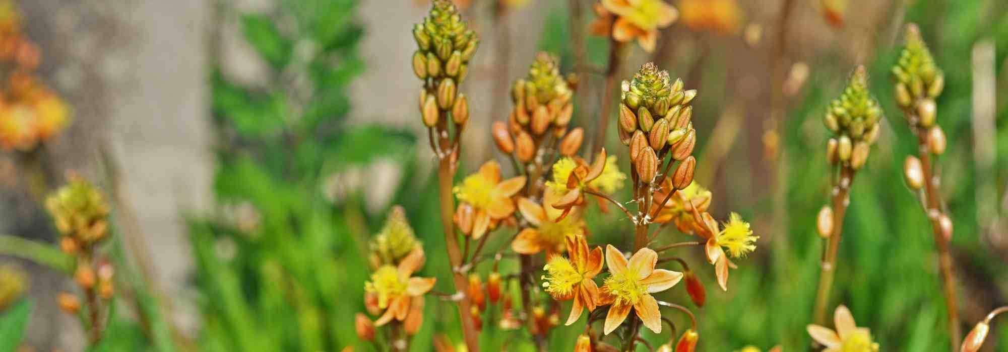 Cebolinha-de-jardim: plantar, cultivar e cuidar