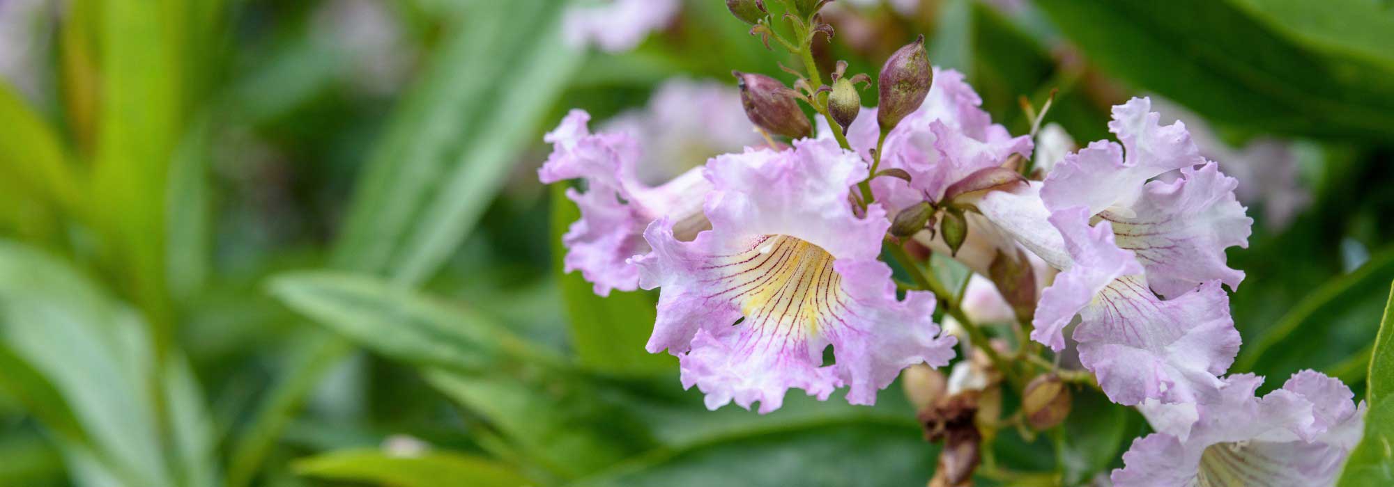 Chitalpa tashkentensis: plantação, poda e cuidados