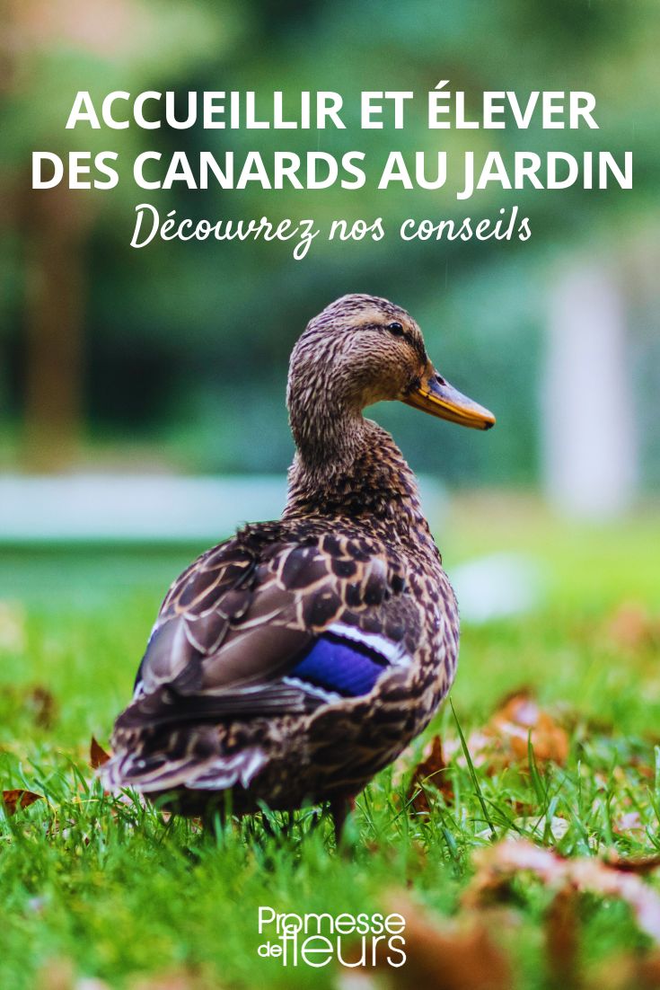 conselhos para criar patos no jardim