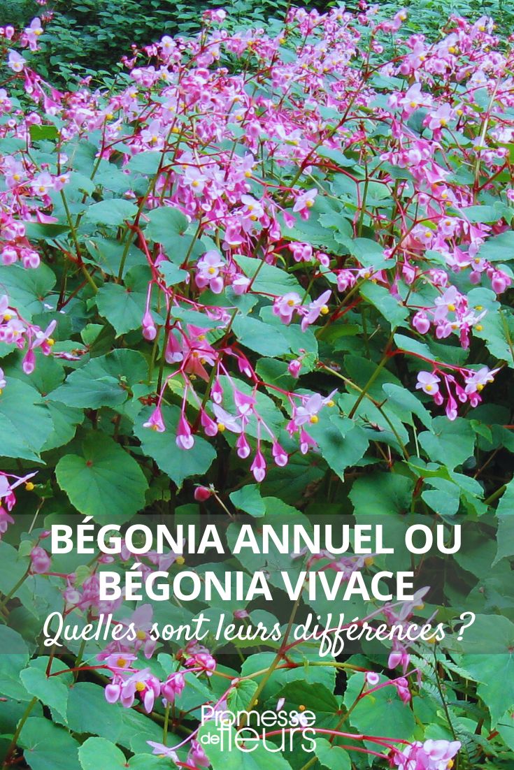 Begónia grandis