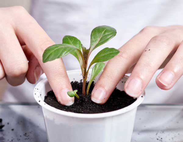 Como transplantar corretamente as plantas jovens?