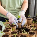 Como fazer corretamente a transplantação das plantas jovens de hortaliças?