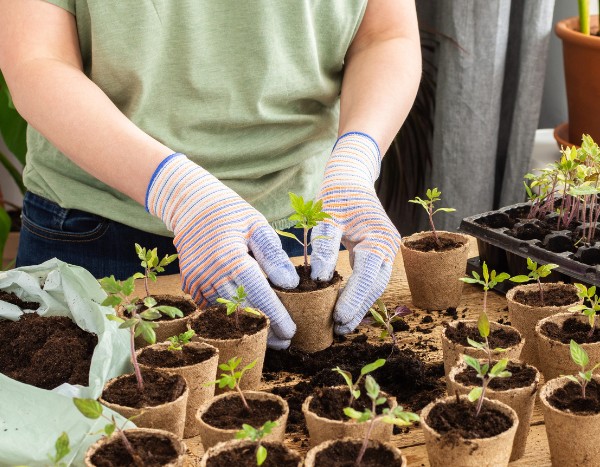 Como fazer corretamente a transplantação das plantas jovens de hortaliças?