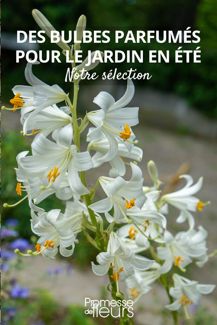 Lilium candidum ou açucena