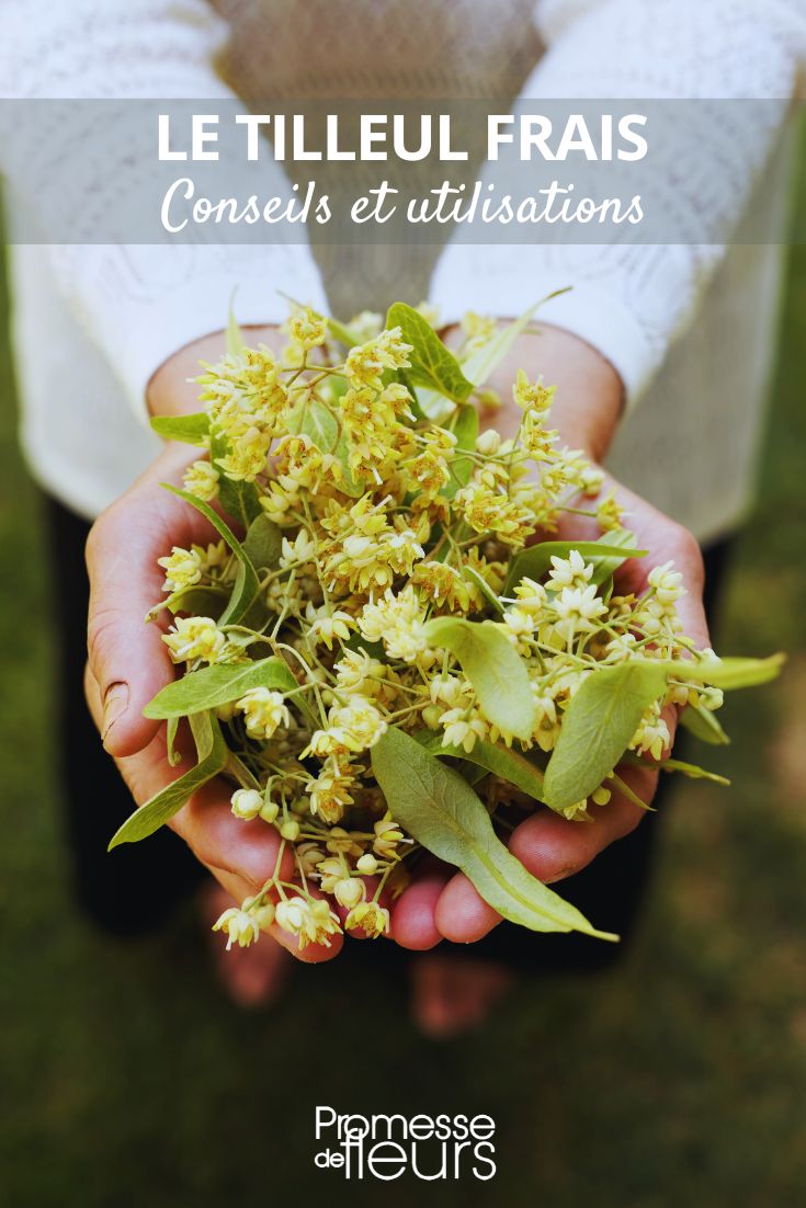 Receitas e utilizações das flores de tília
