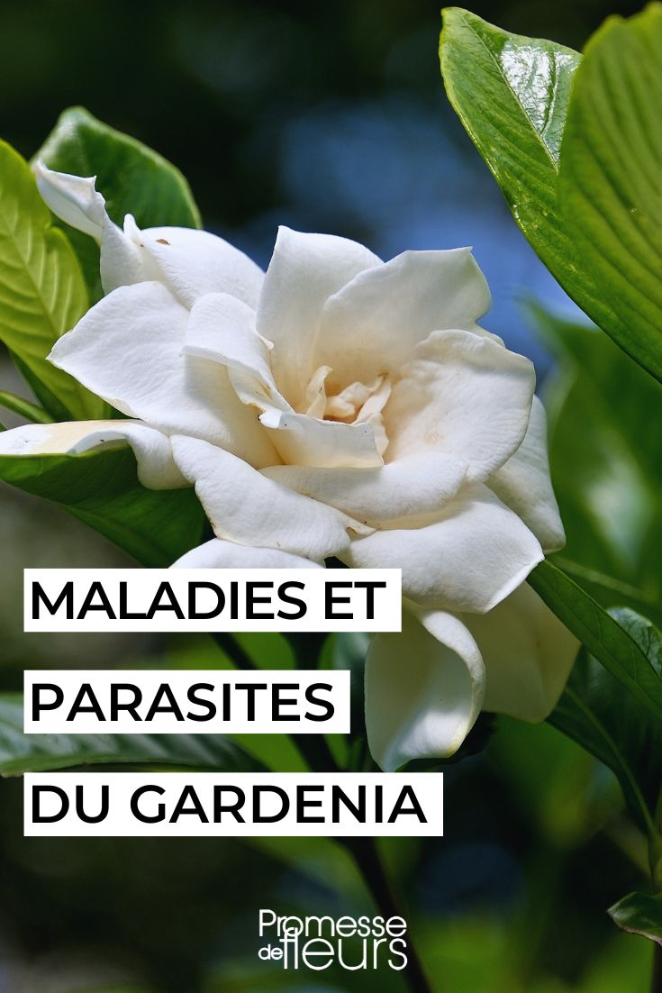 Cuidar da gardénia