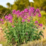 Valeriana, alfinetes: como multiplicá-la?