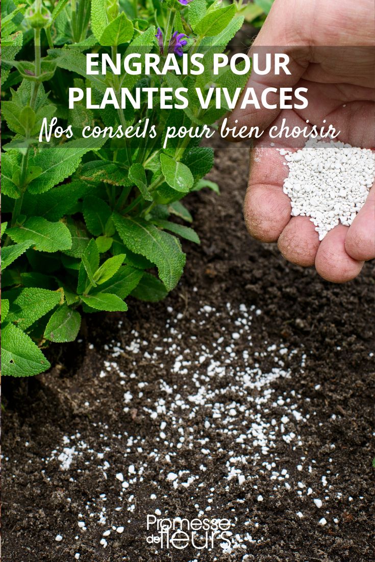 Corretivos do solo e adubos para plantas perenes no jardim