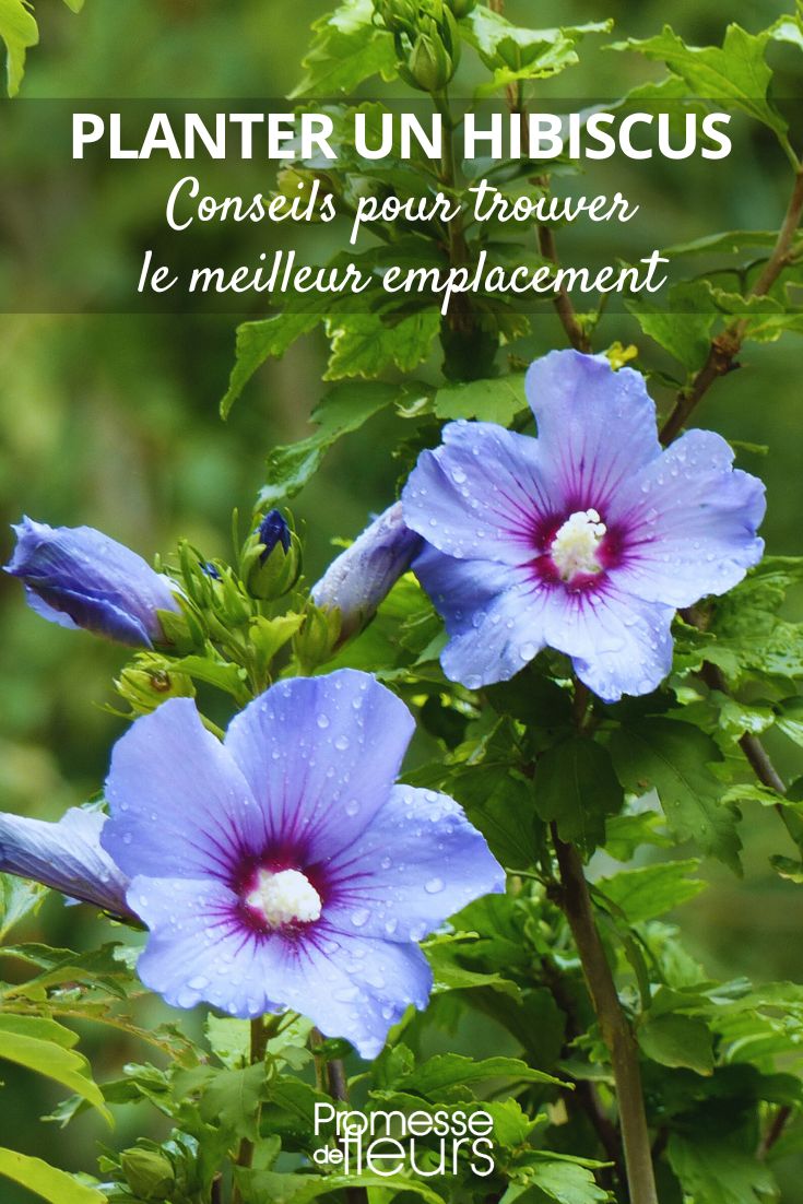 Conselhos para plantar um hibisco