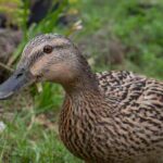 Como acolher e criar patos no jardim?