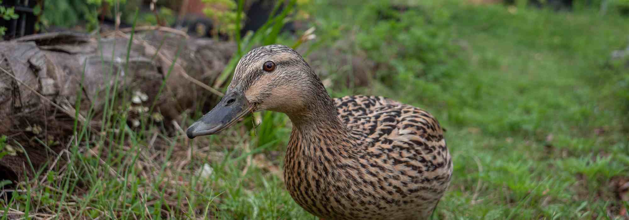 Como acolher e criar patos no jardim?