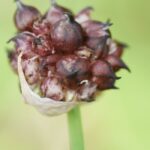 Alho e cebola rocambole: cultivar com sucesso dois legumes perenes
