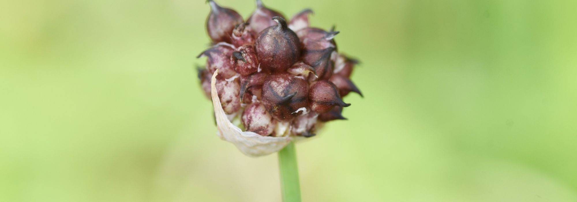 Alho e cebola rocambole: cultivar com sucesso dois legumes perenes