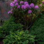 6 conselhos de paisagista para organizar um jardim à sombra