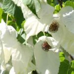 Porque é que a minha árvore-dos-lenços não floresce?
