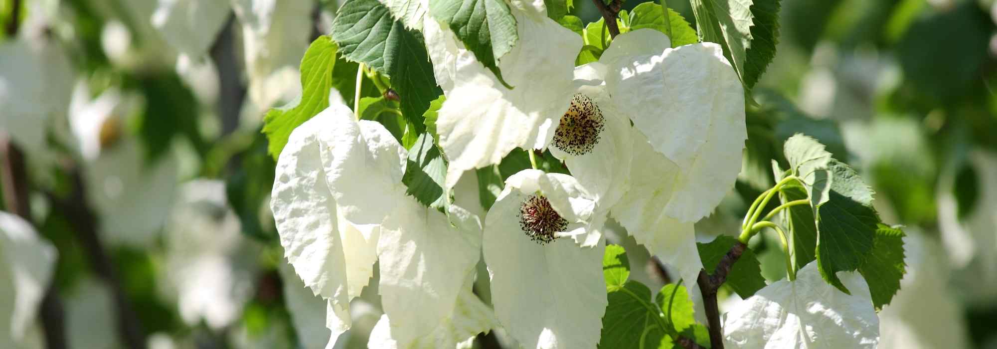 Porque é que a minha árvore-dos-lenços não floresce?