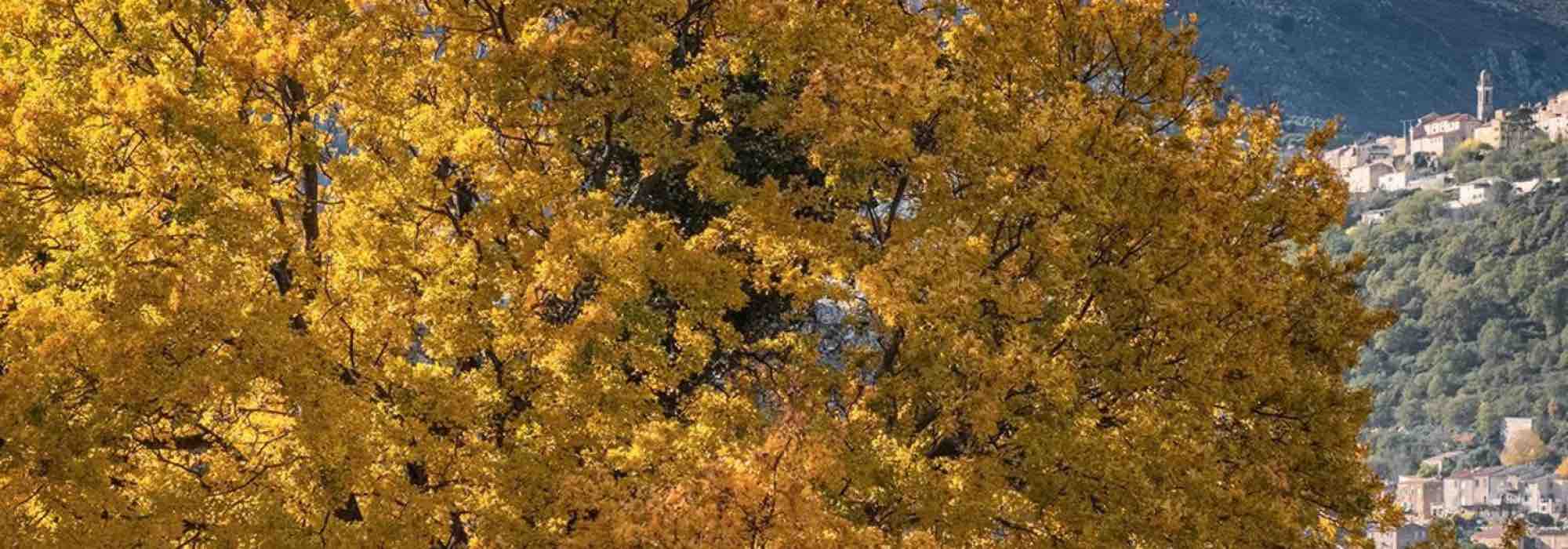 8 árvores ornamentais para plantar em solo calcário