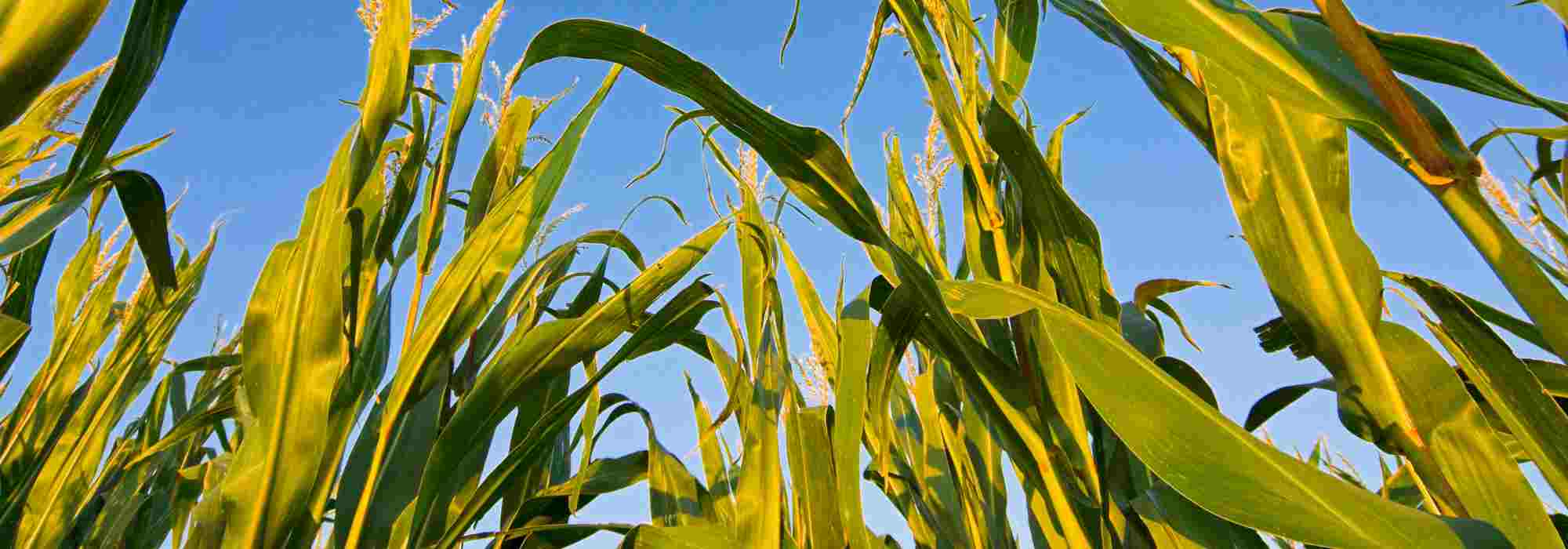 Horta em permacultura: tudo sobre as associações de hortícolas