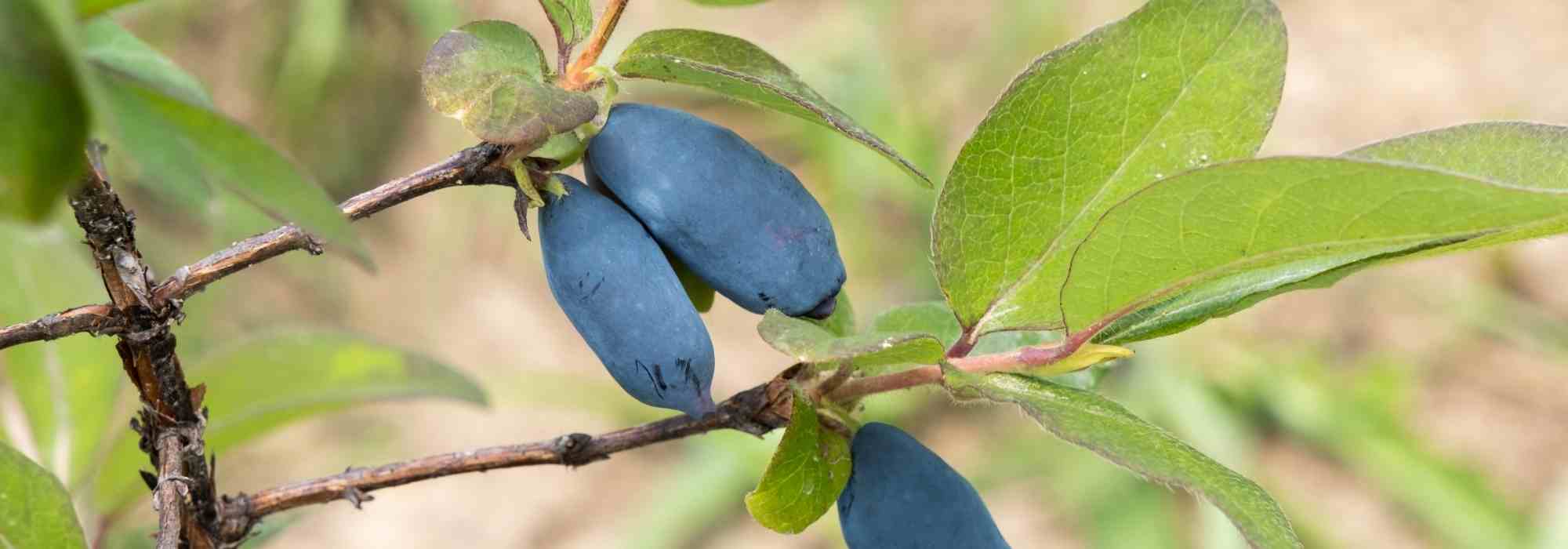 Madressilvas-azuis: como escolher a variedade certa para o seu jardim?