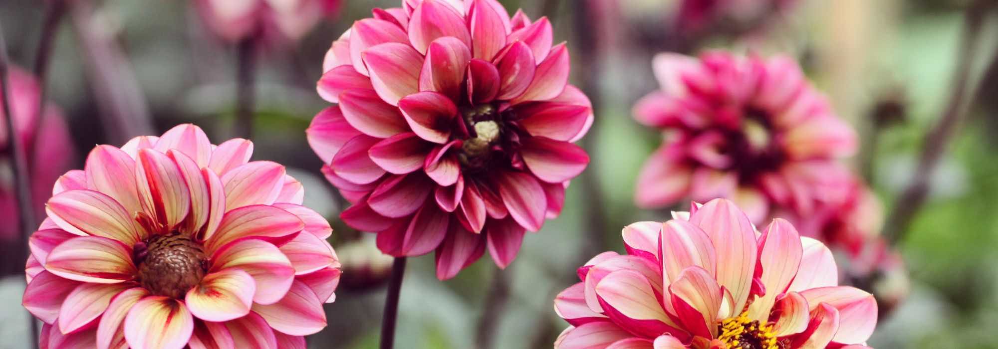 Jardine sem esforço: adote estes bolbos de verão para principiantes!