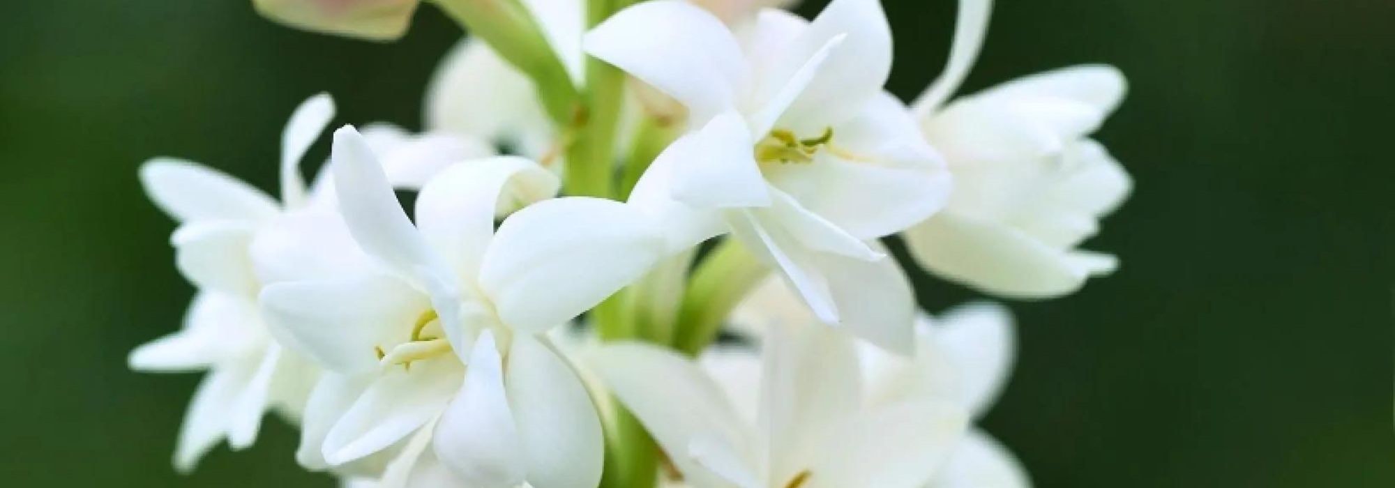 Bolbos para um jardim perfumado durante todo o verão!