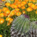 Quais são as diferenças entre os cactos-estrela e as orelhas-de-porco?