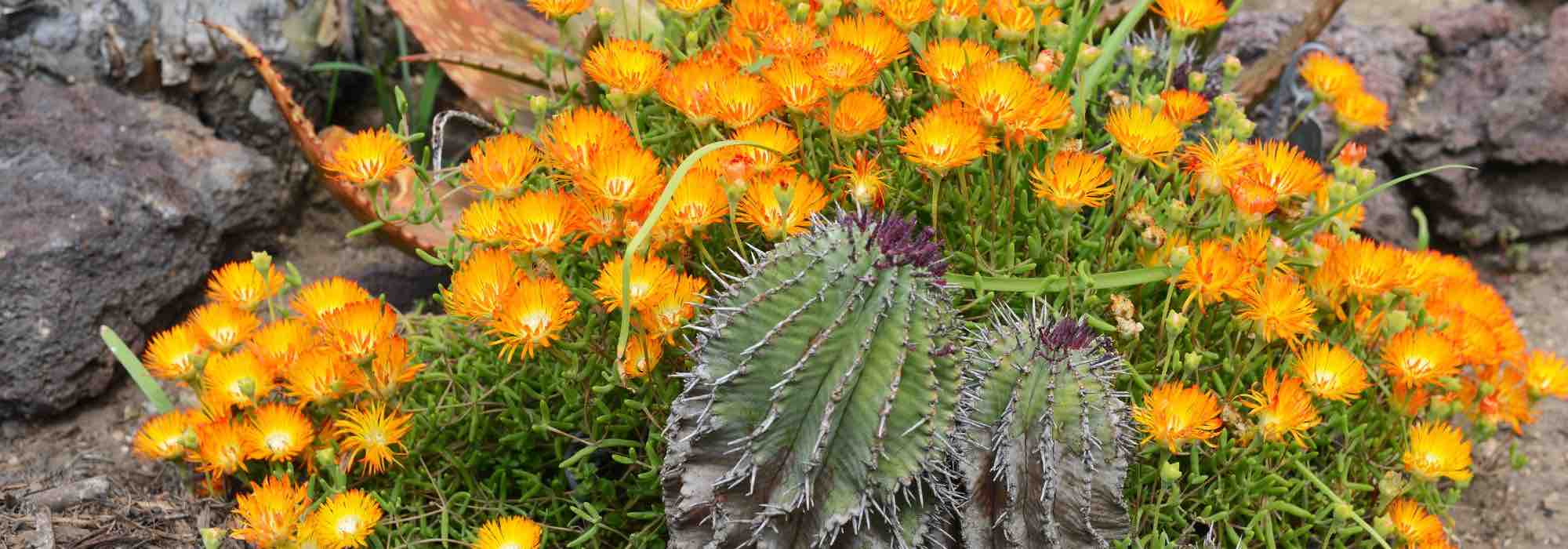 Quais são as diferenças entre os cactos-estrela e as orelhas-de-porco?
