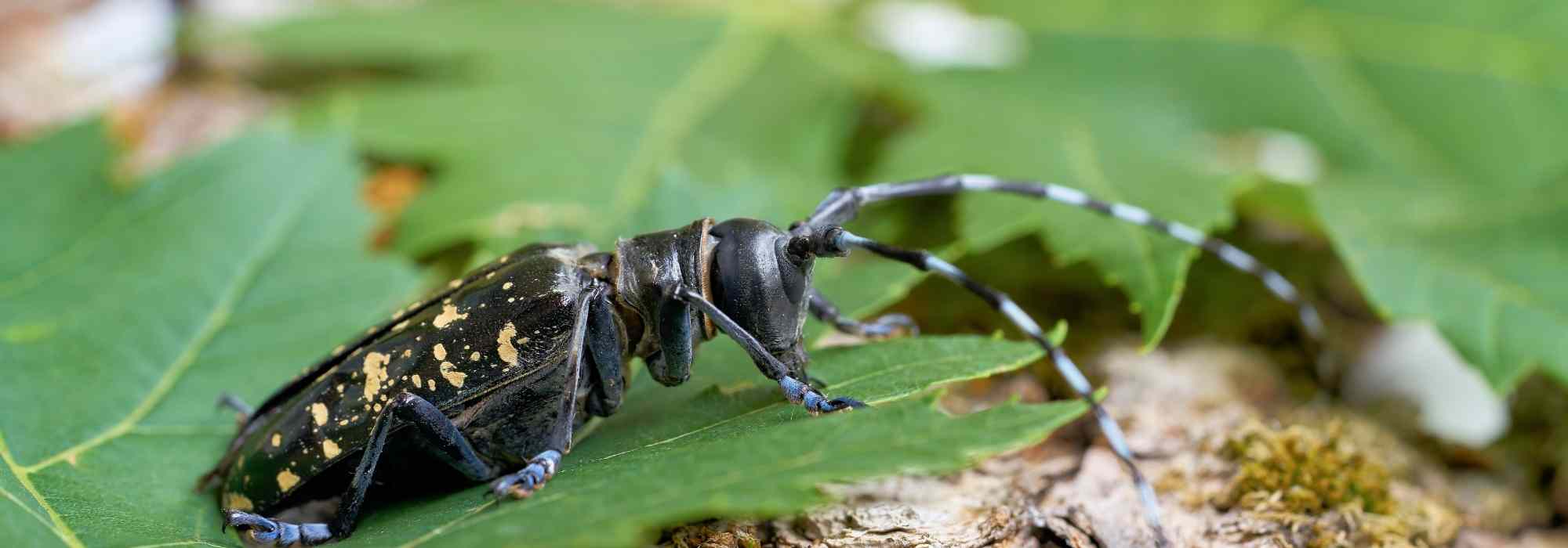 O capricórnio-asiático: uma ameaça para as nossas árvores?