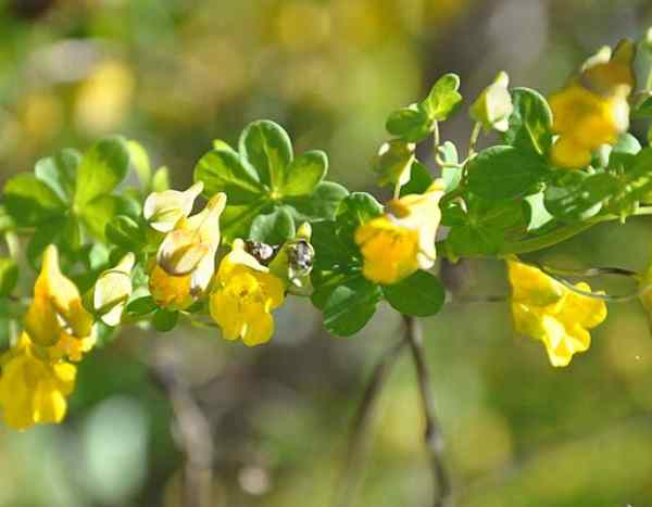Planta invasora: devemos ter medo da capuchinha-do-Chile?