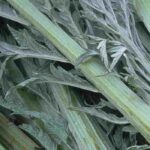 Cultive o cardo, um legume de talos saborosos