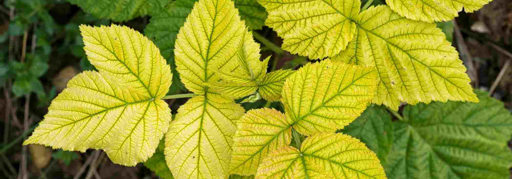 Carências das plantas: identificá-las para melhor as corrigir