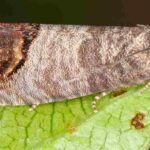 Como e quando utilizar armadilhas para a traça-da-maçã?