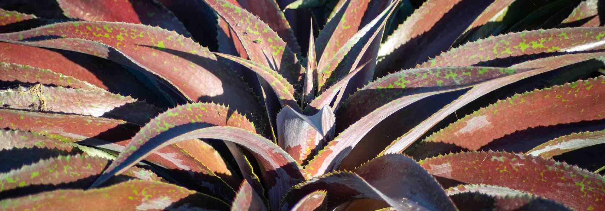 Escolher uma mangave para o jardim ou em vaso