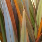 Como escolher bem um linho-da-Nova Zelândia?