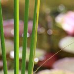 A densidade de plantação de plantas de lago