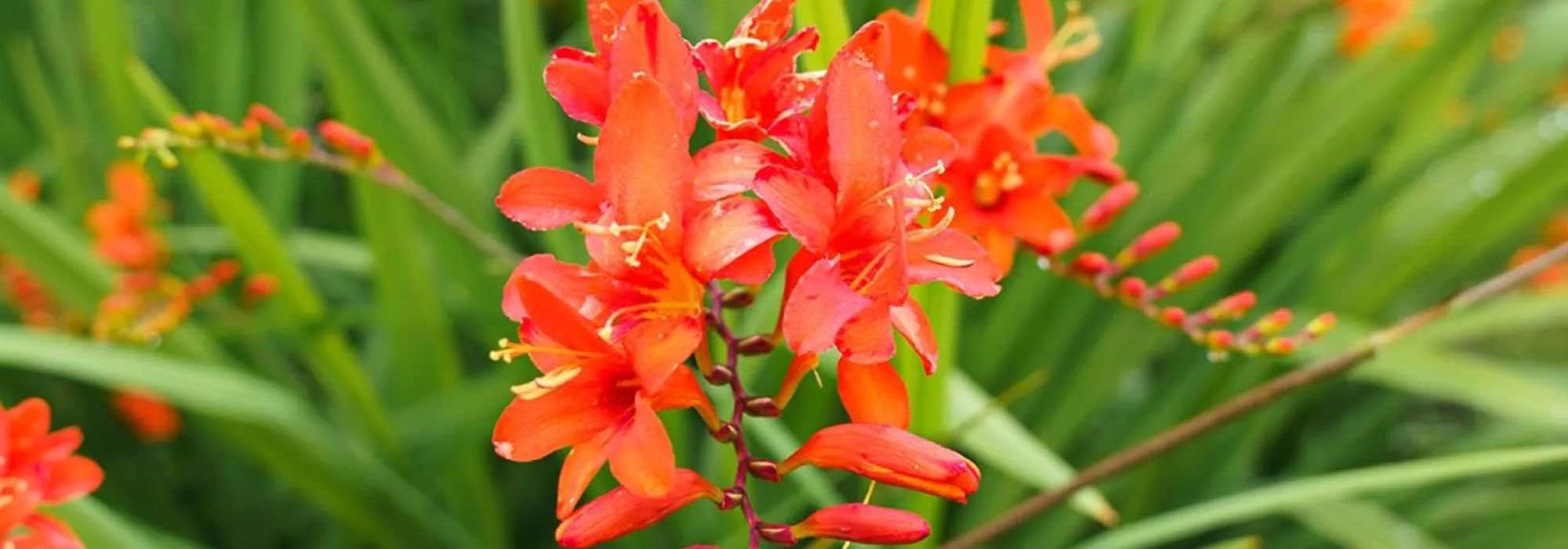 Jardins pequenos e vasos floridos: opte pelas montbrécias compactas!