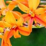 Montbrécias de flores altas: a nossa seleção para um jardim majestoso