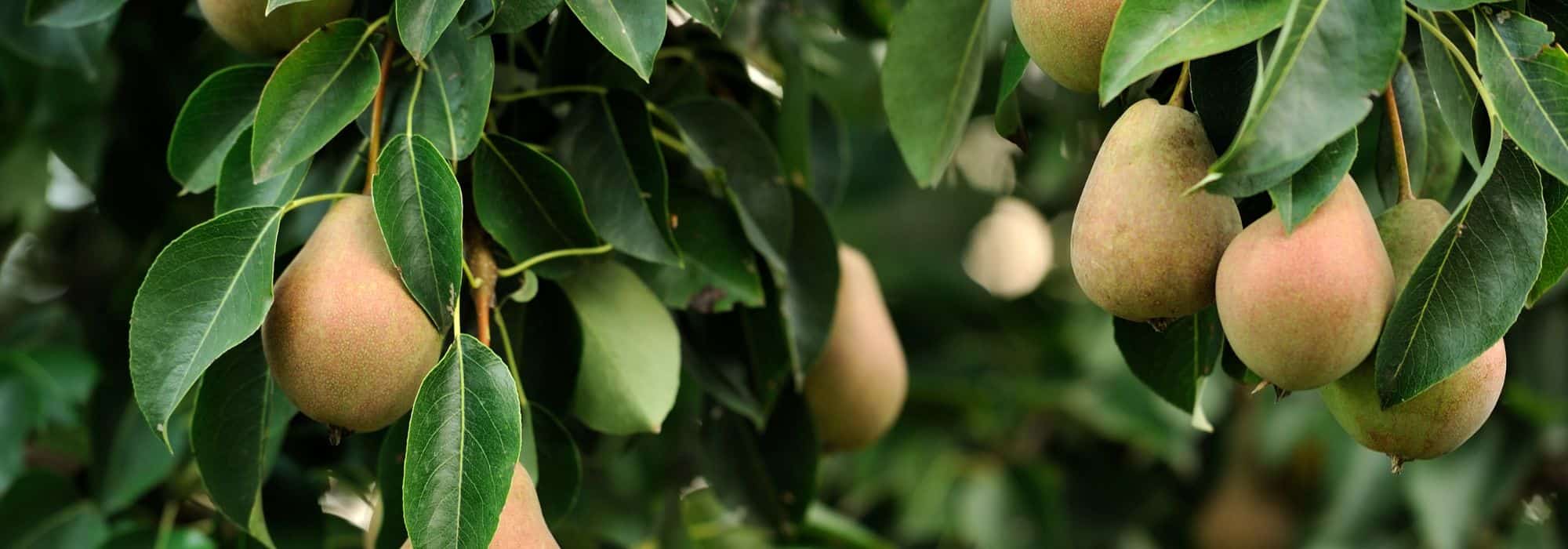 As fruteiras mais fáceis de cultivar no jardim
