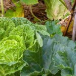 Vantagens e desvantagens da permacultura no jardim