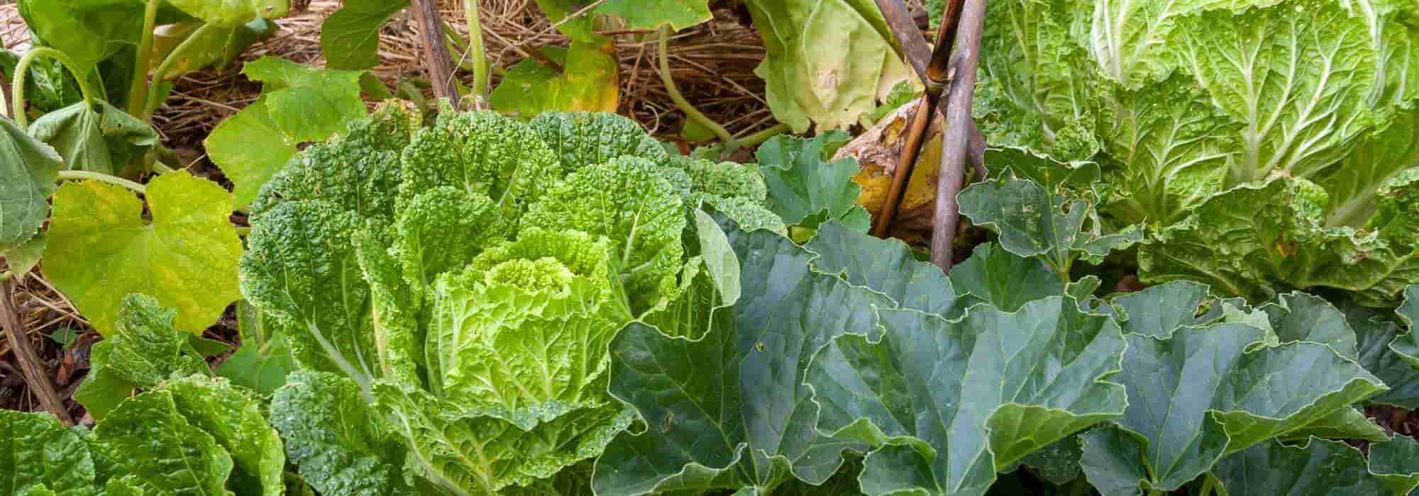 Vantagens e desvantagens da permacultura no jardim