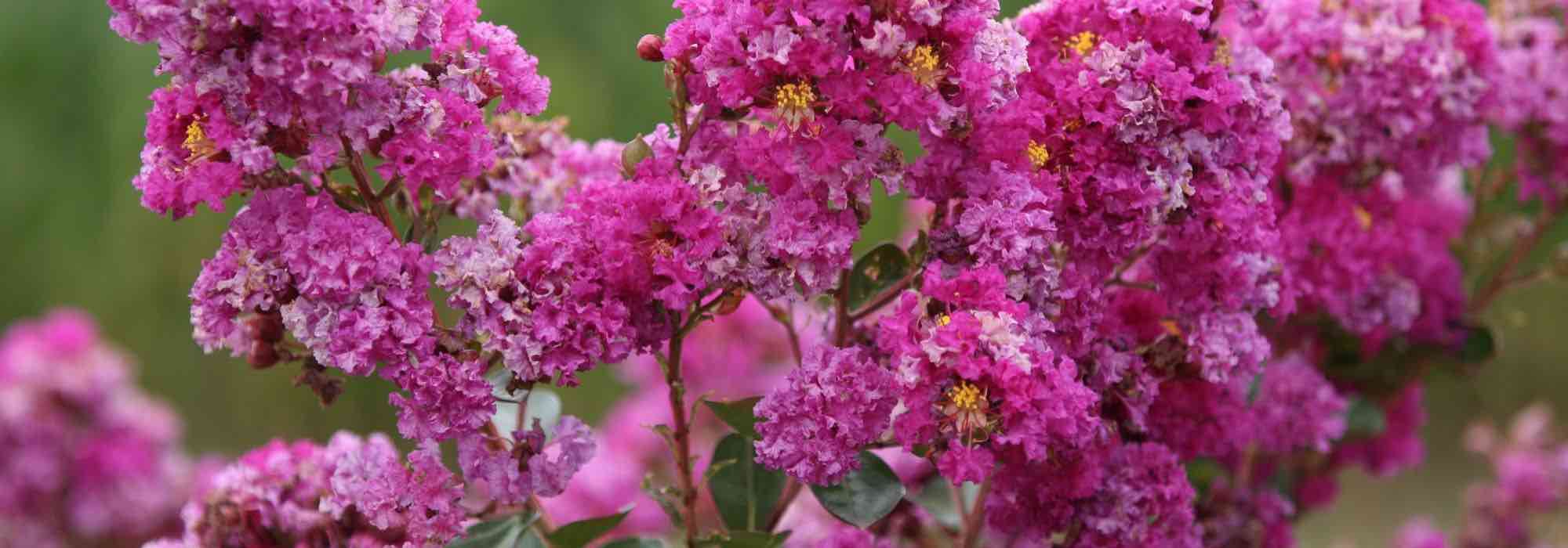 Doenças e pragas da extremosa ou Lagerstroemia