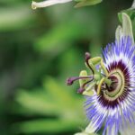 Qual é o melhor local para plantar uma passiflora?