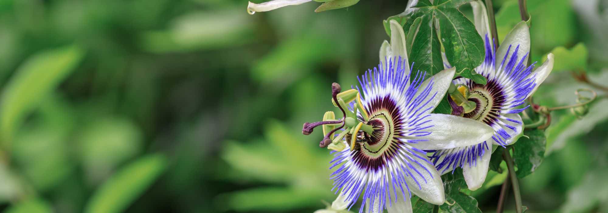Qual é o melhor local para plantar uma passiflora?