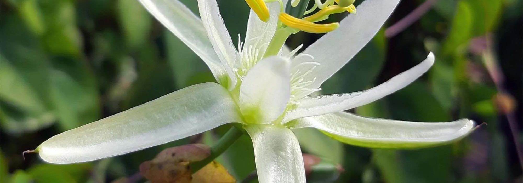 As mais bonitas passifloras de flores brancas