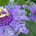 As passifloras de flores malvas e violetas