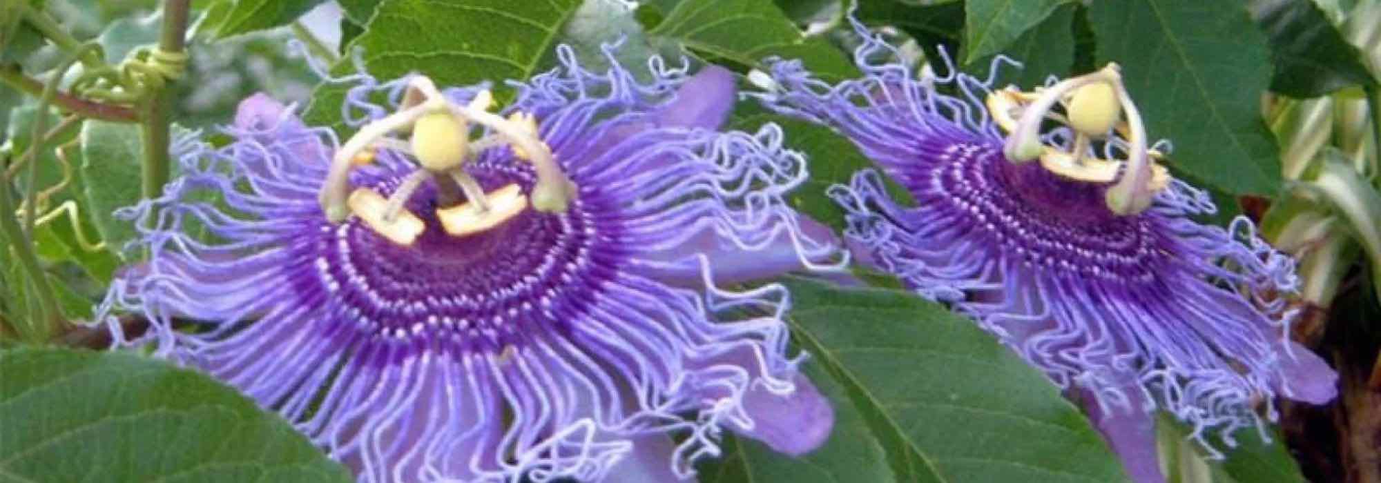 As passifloras de flores malvas e violetas
