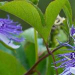 As passifloras mais perfumadas: como escolhê-las e cultivá-las com sucesso