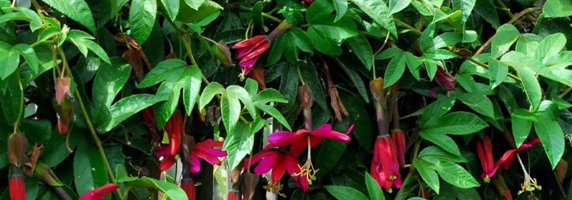 7 passifloras de flores cor-de-rosa para embelezar o jardim