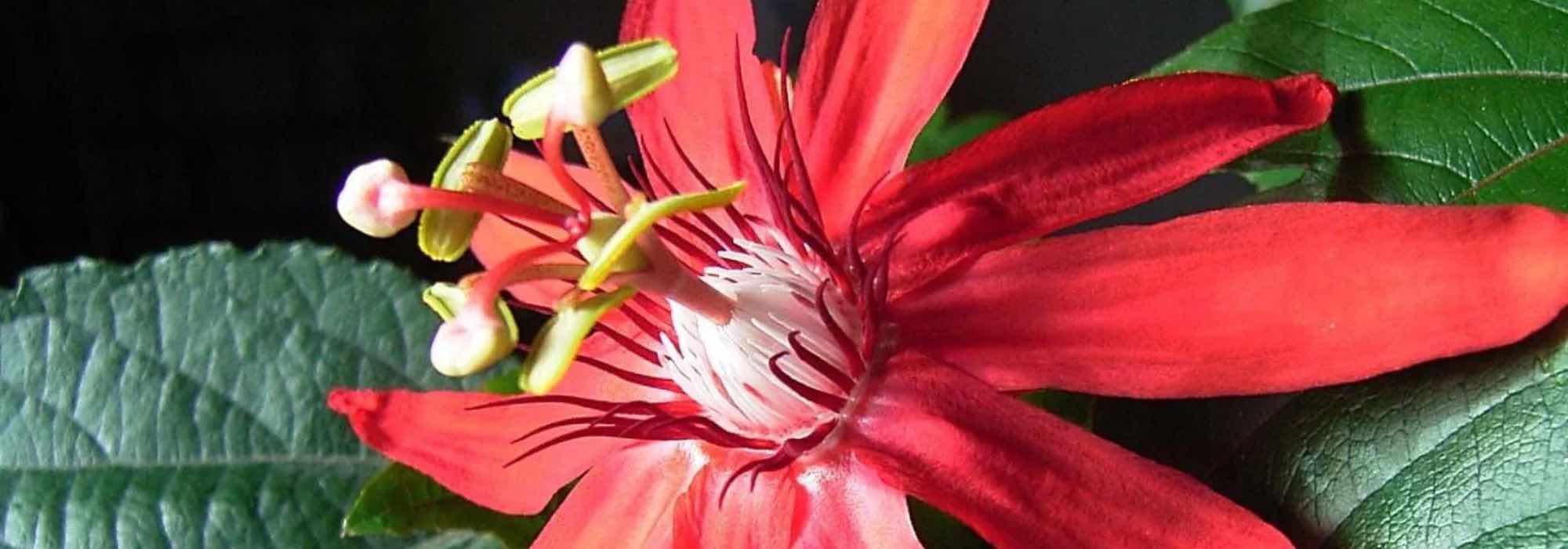 As mais belas passifloras de flores vermelhas