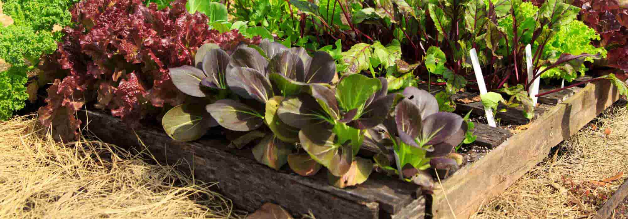 Permacultura e um jardim pequeno: será possível?